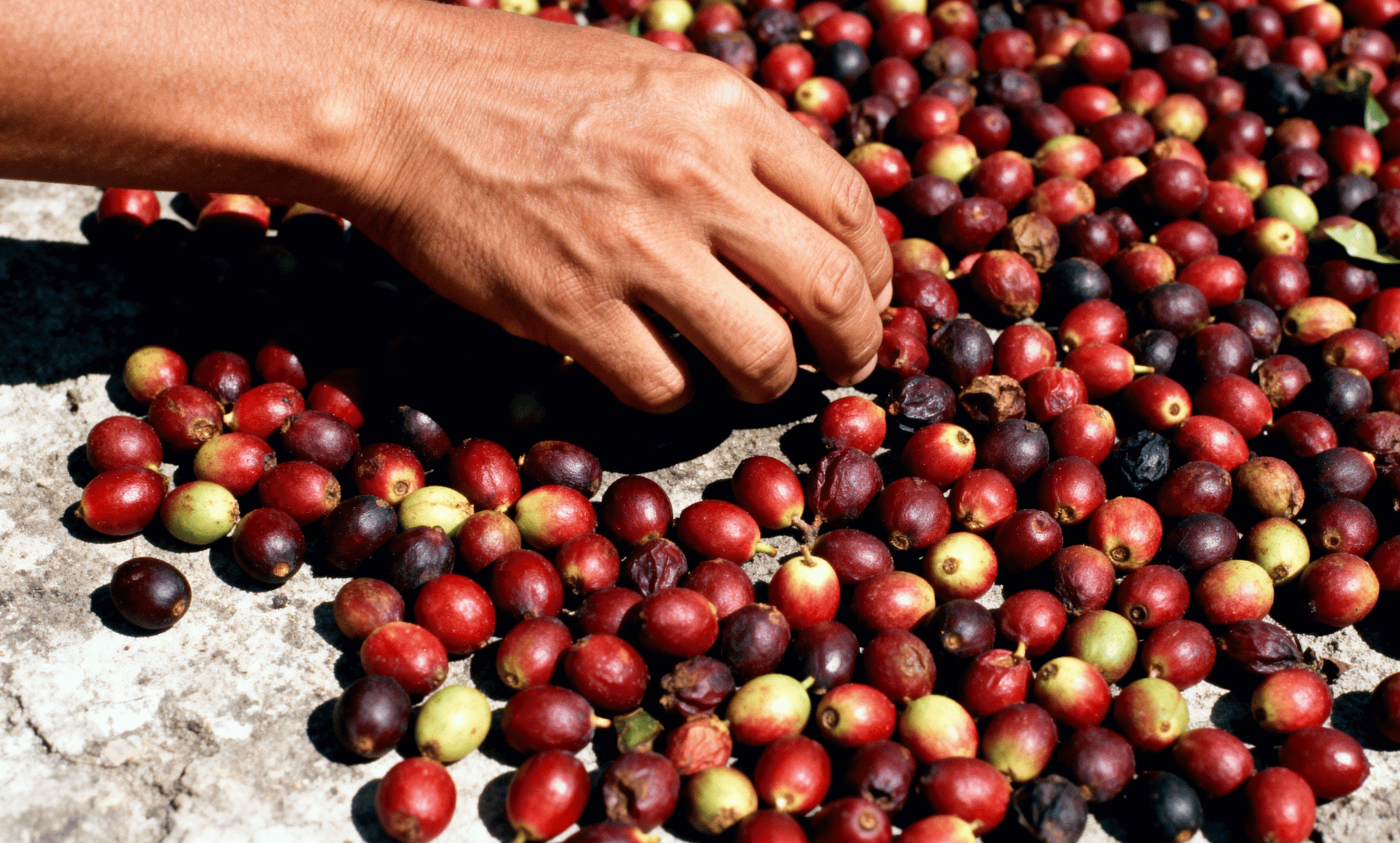 Peru Organic, NorAndino (12oz. Bag)