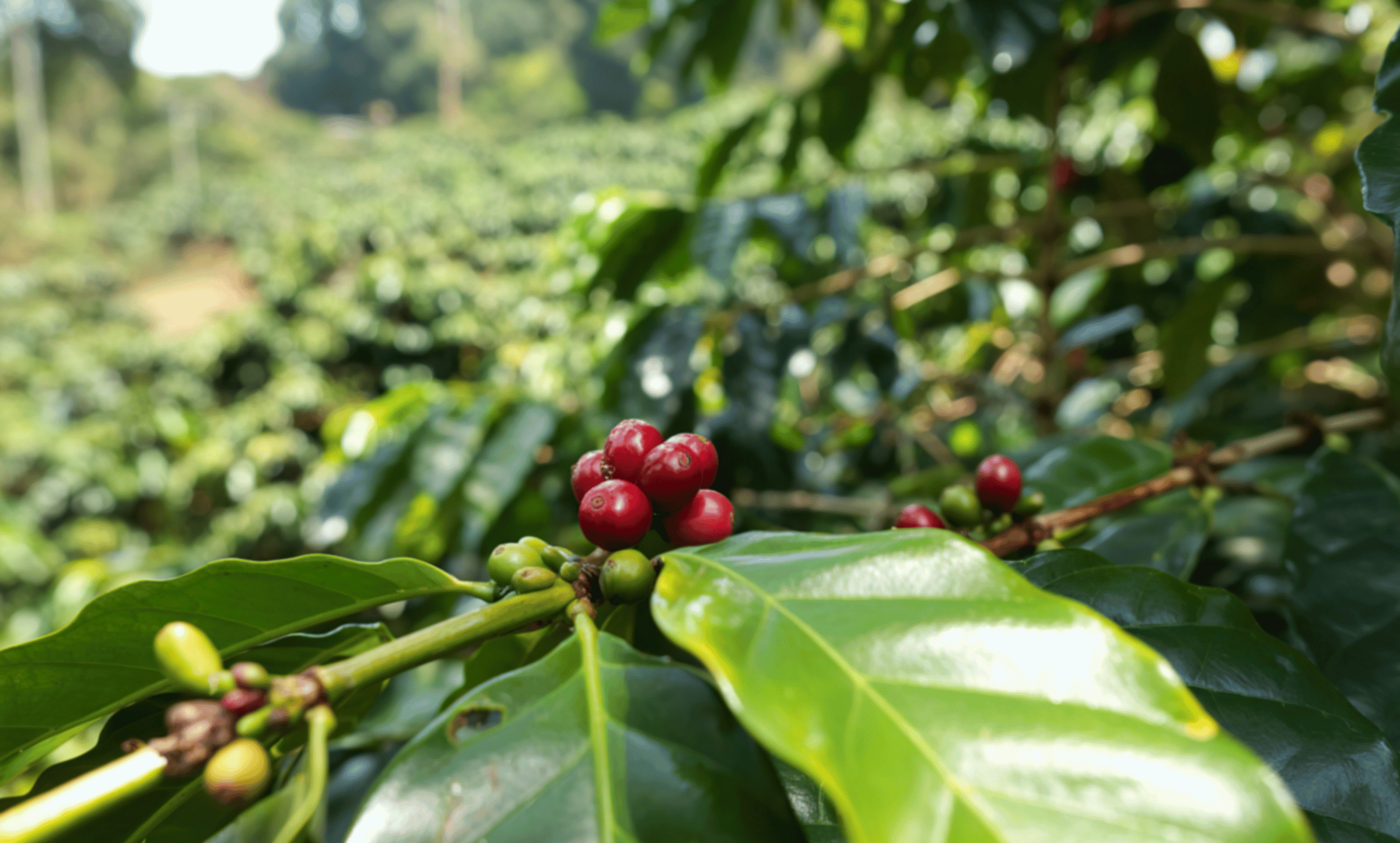 Colombia Cauca Cajibio Castillo A (12oz. Bag)