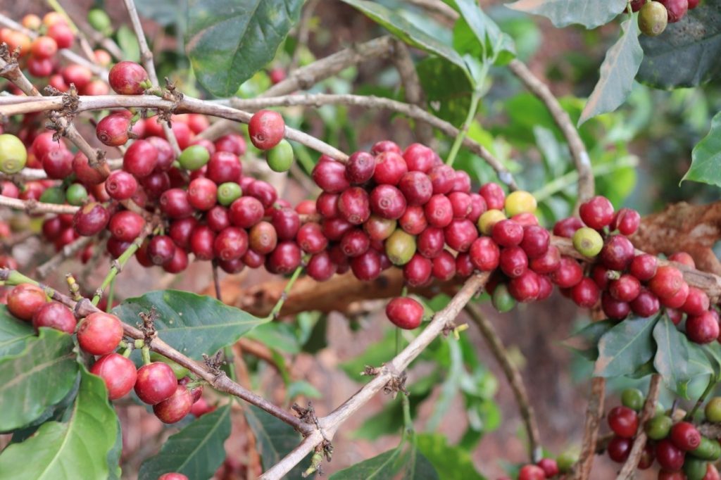 Ethiopia Yirgacheffe Natural Chelchele (12oz. Bag)